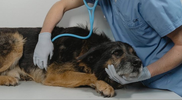 Dog-Checkup Dog-Checkup
