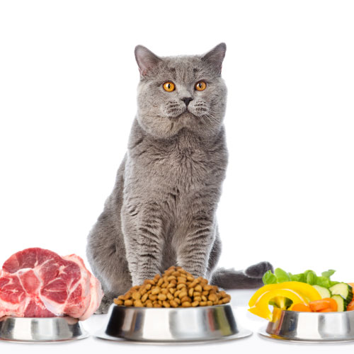 Nutrition Nutrition