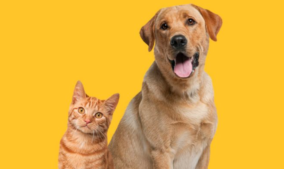 Pet-Cancer-Therapy Cancer-Therapy