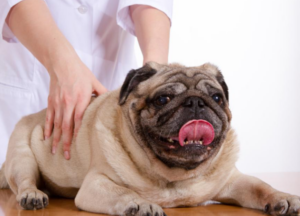 Pet-Chiropractic