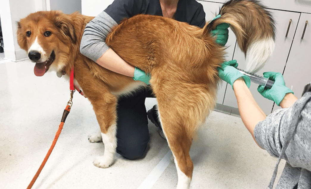 Pet-Fecal-Transplantation Fecal Transplantation