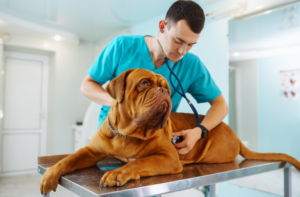 Pet-Physical-Exam