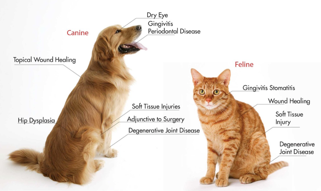 Pet-Platelet-Rich-Plasma Platelet-Rich-Plasma
