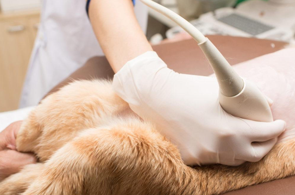 Pet-Ultrasound Pet-Ultrasound