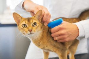 Vaccination Cat