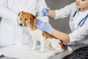 Vaccination Dog