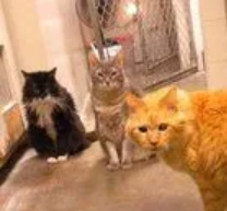 cats