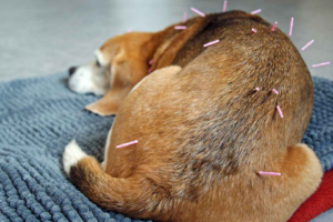 pet-acupuncture