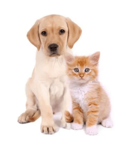 puppies-and-kittens